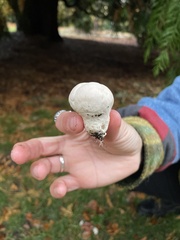 Lycoperdon pratense