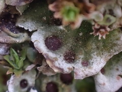 Solorina saccata
