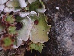 Solorina saccata