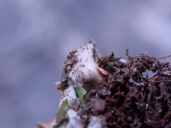 Solorina saccata