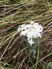 Pimelea humilis