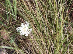 Pimelea humilis