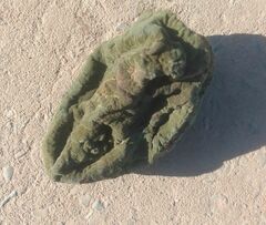 Aplidium