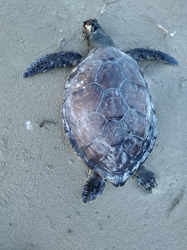 Green Sea Turtle photographed in Louisiana