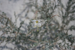 Oenothera pallida