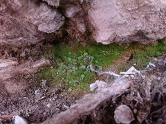 Solorina saccata