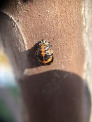 Harmonia axyridis