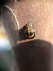 Harmonia axyridis