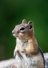 Callospermophilus lateralis lateralis