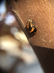 Harmonia axyridis