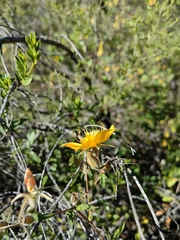 Mentzelia hispida