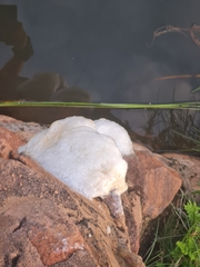 Chiromantis xerampelina