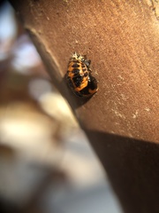 Harmonia axyridis