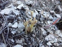 Aphyllon fasciculatum