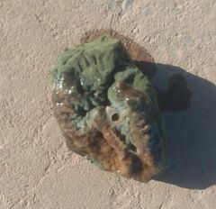 Aplidium