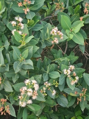 Syzygium