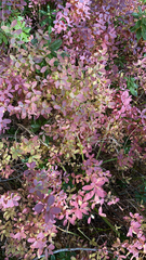 Vaccinium uliginosum