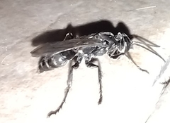 Crabroninae