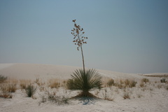 Yucca