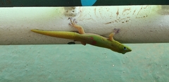 Phelsuma laticauda laticauda