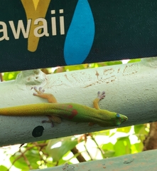 Phelsuma laticauda laticauda