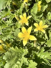 Eucnide bartonioides