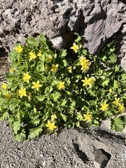 Eucnide bartonioides