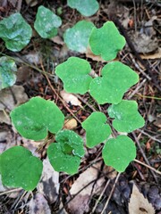 Vancouveria hexandra