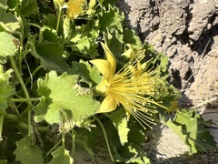 Eucnide bartonioides