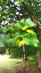 Nothofagus glauca