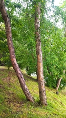 Nothofagus glauca