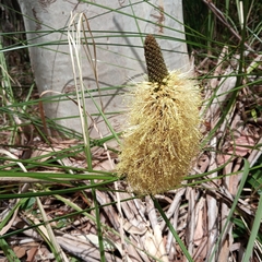 Xanthorrhoea macronema