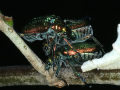 Diphucephala