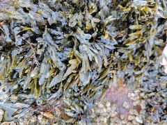 Fucus spiralis