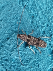 Ptychoderini