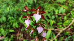 Rhynchostele bictoniensis