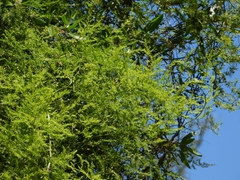 Asparagus