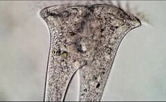 Stentor roeselii
