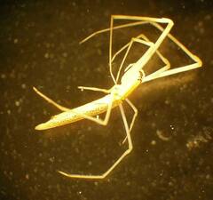 Tetragnatha caudata