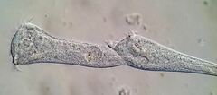 Stentor roeselii