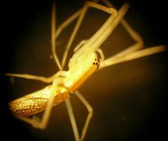 Tetragnatha caudata