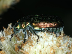 Diphucephala