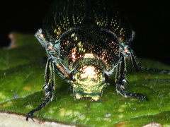 Diphucephala