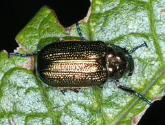 Diphucephala