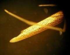 Tetragnatha caudata