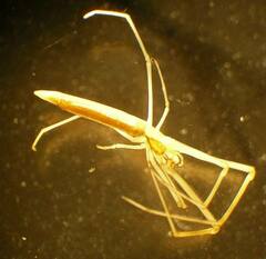Tetragnatha caudata