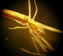 Tetragnatha caudata