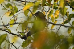 Cyanoloxia brissonii