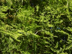 Asparagus