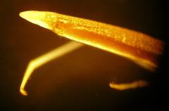 Tetragnatha caudata